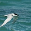 Rybak belocely - Sterna striata - White-fronted Tern - tara 7216